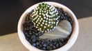 Mammillaria luethyi (-10C)