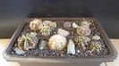Grup de 10 Gymnocalycium