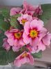 primula