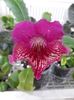 Streptocarpus din semințe