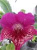 Streptocarpus din semințe