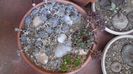 Orostachys iwarenge (Chinese dunce cap) & Orostachys spinosa & Sempervivum tectorum Oddity