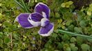 Crocusi