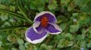 Crocusi