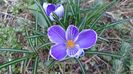 Crocusi