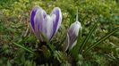 Crocusi