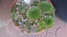 Orostachys spinosa & Sempervivum tectorum Oddity
