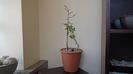 Lamai chinezesc (Poncirus trifoliata), Centrul si Nordul Chinei, Siberia (-20C) & Iasomie de iarna (
