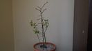 Lamai chinezesc (Poncirus trifoliata), Centrul si Nordul Chinei, Siberia (-20C) & Iasomie de iarna (