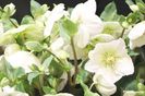 helleborus-niger-flori din decembrie-da