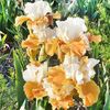 iris-pumpkin-cheesecake
