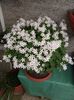 oxalis regneli