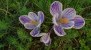 Crocusi