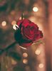 354151-Red-Rose-Close-Up