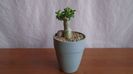 Pachypodium bispinosum, Africa de Sud (-1C)