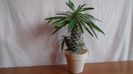 Pachypodium lamerei, Madagascar