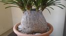 Beaucarnea recurvata, Mexic