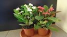 Euphorbia milii flori rosii & Euphorbia milii flori albe