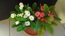 Euphorbia milii flori rosii & Euphorbia milii flori albe