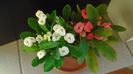 Euphorbia milii flori rosii & Euphorbia milii flori albe
