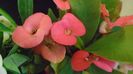 Euphorbia milii flori rosii & Euphorbia milii flori albe
