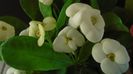 Euphorbia milii flori rosii & Euphorbia milii flori albe