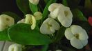 Euphorbia milii flori rosii & Euphorbia milii flori albe