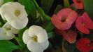 Euphorbia milii flori rosii & Euphorbia milii flori albe