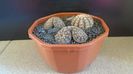 Gymnocacalycium ragonesei, 7 ex.