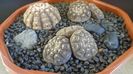 Gymnocacalycium ragonesei, 7 ex.