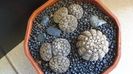 Gymnocacalycium ragonesei, 7 ex.