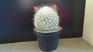 Mammillaria senilis