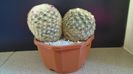 Mammillaria carmenae f. albiflora & Mammillaria carmenae (flori roz)