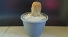 Echinocereus rigidissimus ssp. rubispinus f. albiflorus