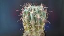 Cactusi cold hardy: Sclerocactus uncinatus ssp. crassihamatus v. mathssonii (-12C)