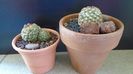 Cactusi cold hardy: Pediocactus knowltonii (-10- -25C)