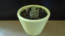 Cactusi cold hardy: Grup de 3 Pediocactus (-20C)