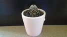 Mammillaria luethyi