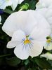 Panseluta alba