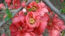 Gutui japonez (Chaenomeles japonica)