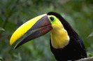 tucan1