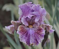 Start The Show-84 cm-36-variegat