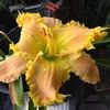 Dental Academy 1 - bloomed