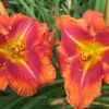 Dynamite Bright 2 bloomed