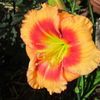 Foolish Dragon 2 - bloomed