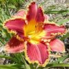 Frances Augustine 2 bloomed