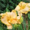 Golden Tentacles 1 - bloomed