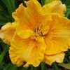 Groovy Guy 1 - bloomed