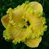 Holy Guacamole 1 - bloomed