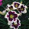 Instant Celebration 2 - bloomed